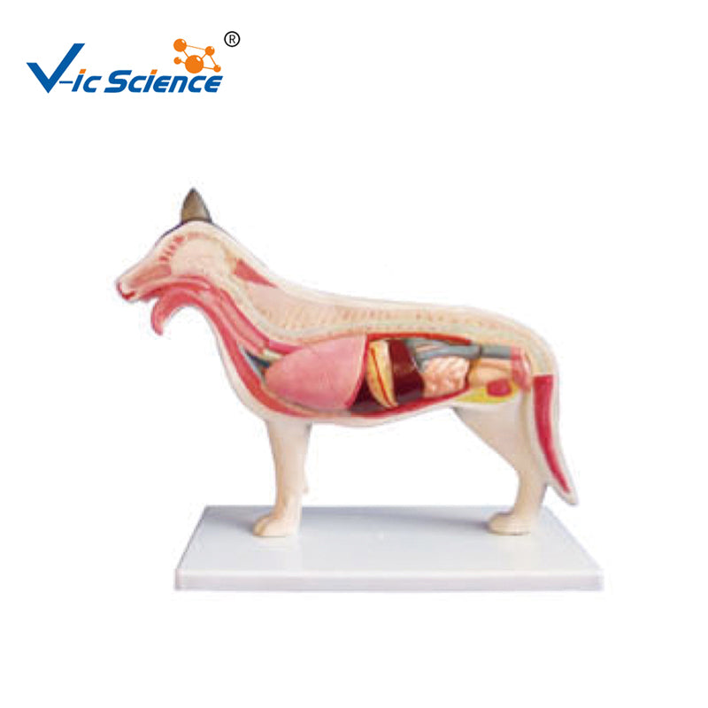 Animal Anatomical Models The Dissection Model Of Dog for Teaching (8 p
