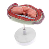 Trendy Retail 1:1 Set of 8 Fetus/Foetus Embryo Pregnancy Models Human Fetal Development Model Lab Supplies