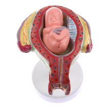 Trendy Retail 1:1 Set of 8 Fetus/Foetus Embryo Pregnancy Models Human Fetal Development Model Lab Supplies